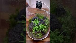 Making a Carnivorous Terrarium [upl. by Glorianna808]