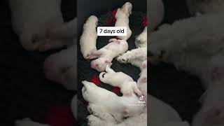 puppies cotondetulear dog puppy cute video [upl. by Adan]