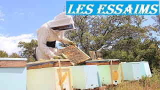 APICULTURE E44 Comment je crée mes essaims dabeilles  Méthode Simple et Facile élevage  division [upl. by Adiaz]