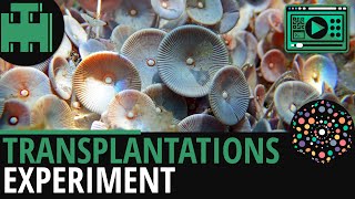 Zellkern Transplantationsexperiment│Biologie Lernvideo Learning Level Up [upl. by Pinzler]