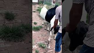 good enjoy short morning goats village life 175 [upl. by Chatav267]