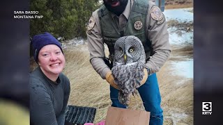 Owl rescued from pit toilet on BeaverheadDeer Lodge National Forest [upl. by Ltsyrk]