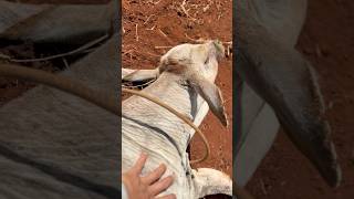 2°dia aplicado medicamento no bezerro fazendas agro gado nelore cavalo pecuaria vaca sitio [upl. by Ppik945]