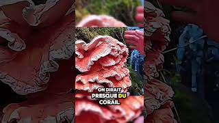 Cet Homme a Découvert un Étrange Champignon en Pleine Forêt  étrange champignon énorme forêt [upl. by Mis]