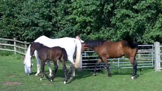 Grey mare foalBumble father and Chime [upl. by Eelame994]