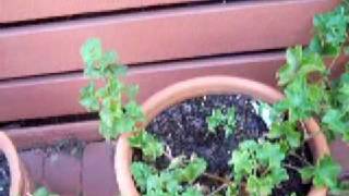 propagating ivy geranium [upl. by Wendie]