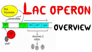 Lac operon concept class 12 [upl. by Jenica]