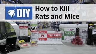 Rodent Control Overview  How to Kill Rats amp Mice [upl. by Bent]