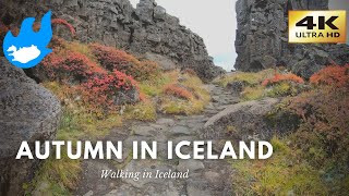 Iceland Walking Tour  Þingvellir in Autumn 4K [upl. by Aztin]