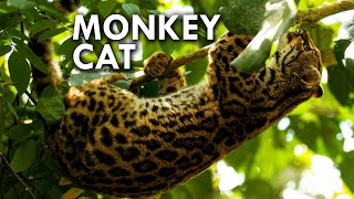 Margay The Cat That Thinks Its a Monkey [upl. by Tabby]