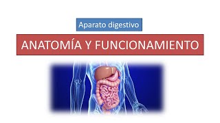 Anatomía y funcionamiento del aparato digestivo [upl. by Elroy]