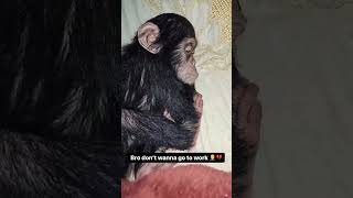 Monkey dont wanna go to work Cutest monkey on youtubeviralvideo shorts funny mostviewedonyoutube [upl. by Simsar901]