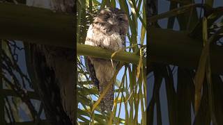 The Tawny Frog Mouth A Bird of Mystery bird reaction [upl. by Babby]