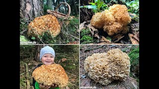 PILZE 2018 Krause Glucke Cauliflower Mushroom Riesenmorchel Sparassis crispa [upl. by Grider]