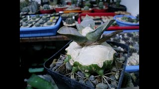 Grafting Ariocarpus  Injerto de Ariocarpus sobre Echinocactus Grusonii [upl. by Hsreh]