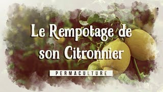 Le Rempotage de mon Citronnier [upl. by Acsecnarf]