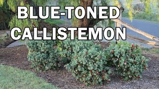 BETTER JOHN™ Callistemon is a better bred Bottlebrush  Ozbreed Native Shrubs amp Groundcovers [upl. by Jacquet]