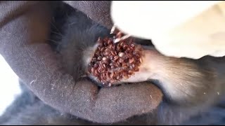 Try to Removing all ticks from all dog in village Save paws in country side 09 Dogs [upl. by Eelarak]