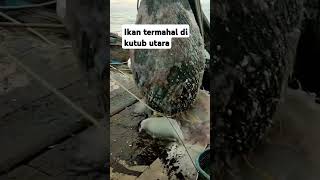 ikan termahal di kutub utara suara terbaikdidunia [upl. by Nolak724]