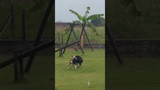 Puppies playing in the rain animalrescue dogrescue [upl. by Thorin544]