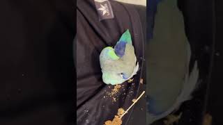 Parrotlet grooming himself parrotlets parrot parrots birds bird birdslover fyp fypシ゚viral [upl. by Eldora776]