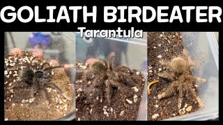 골리앗 3종  Goliath birdeater tarantula  Theraphosa apophysis  Theraphosa blondi  Theraphosa stirmi [upl. by Nodnarb779]