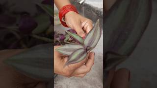 wandering Jew cutting part 1🪴 shorts short cutting shortsfeed [upl. by Nahtnoj]