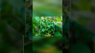 medicinalplants medicinalbenefits botanywithyoutube botanist plants naturelovers ytshort [upl. by Iman]