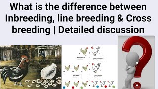 What is the difference between Inbreeding line breeding amp Cross breeding  Detailed discussion [upl. by Ydoow]