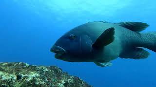 Adventures at Fish Rock 315  Blue Groper and Aquarium [upl. by Bart249]