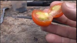 ⟹ Glacier Tomato  Semideterminate Lycopersicon esculentum TASTE TEST TOMATO [upl. by Vogeley]