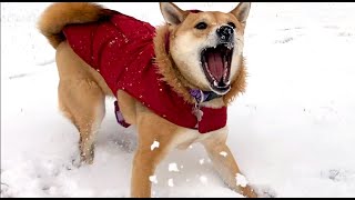 Shiba zoomies in the snow [upl. by Iy572]