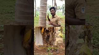 Red palm weevil management in coconut tree🥥🌴 [upl. by Eizzik]