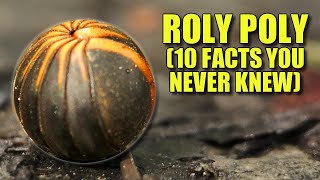 Roly Poly 🐞 10 FACTS You NEVER KNEW [upl. by Riane]