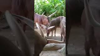 ANKOLE WATUSI TAMAN SAFARI tamansafariindonesia banteng [upl. by Koh]