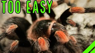 Top 10 EASY Pet Tarantulas For YOU  Low Maintenance [upl. by Atinele]