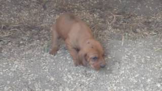 Barking amp growling Redbone coonhound pups at 25 weeks [upl. by Azirb]