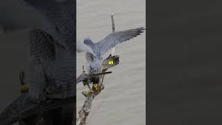 Sky Kings Eagle vs Peregrine Falcon [upl. by Rainwater]