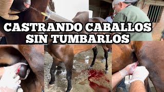 CASTRANDO CABALLOS SIN TUMBARLOS [upl. by Moffitt235]