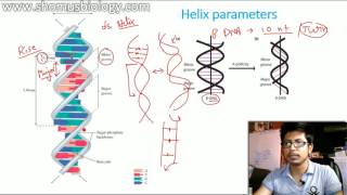 Difference between A DNA B DNA And Z DNA [upl. by Einaej440]