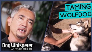 Taming Aggressive Wolf Puppy with Cesar Millan  Dog Whisperer [upl. by Nerhtak]