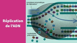 La réplication de lADN  Première Spécialité SVT [upl. by Netsirt476]