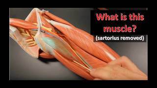 leg muscles anatomical models practical exam practice [upl. by Igor384]