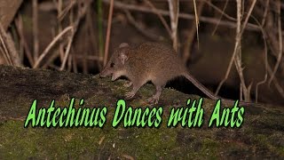 Antechinus Dances with Ants [upl. by Odraleba870]