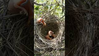 A baby common babbler bird sits on top of the nest P 1 shortsvideo ytshortsvideo [upl. by Attekal425]