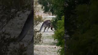 Big Male Kangaroo Grazing in Park Among Trees amp Shrubs nature wildlife shorts [upl. by Kotto827]