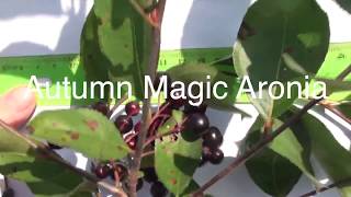 Which Aronia to Grow Comparison of Viking McKenzie Autumn Magic Raintree Select Aronia Bushes [upl. by Ahsekat149]