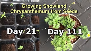 HOW TO GROW SNOWLAND CHRYSANTHEMUMS FROM SEEDS  Little SQFT [upl. by Ahsekim]