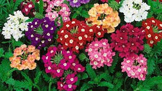 Garden Verbena Flower Grow At Home 😍Summer Flower garden summer home verbena multicolor 2024 [upl. by Irena]