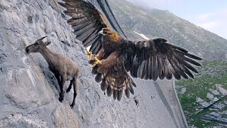 15 Deadliest Eagles in the World [upl. by Maunsell]